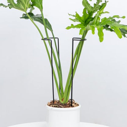 15.5" 10 Pack Large Iron Monstera Trellis - Heavy-Duty Plant Supports - color: Black, size: 15.5 Inch H