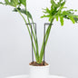 15.5" 10 Pack Large Iron Monstera Trellis - Heavy-Duty Plant Supports - color: Black, size: 15.5 Inch H