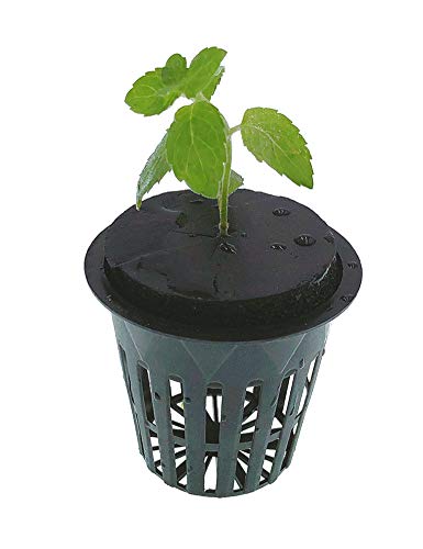 HORTIPOTS 2 Inch Net Pot, Wide Rim Design (Set of 75)
