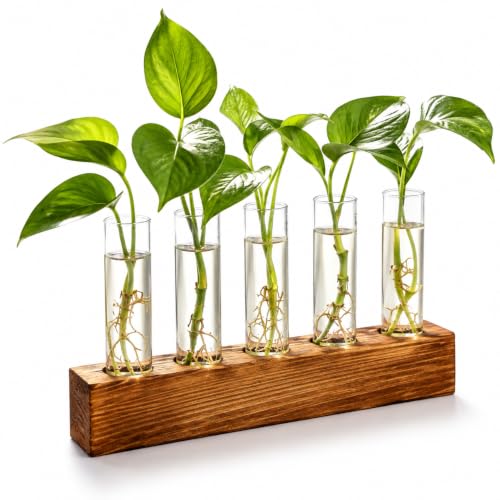 Renmxj Plant Propagation Station, Plant Terrarium with Wooden Stand - size: 5 Test Tube