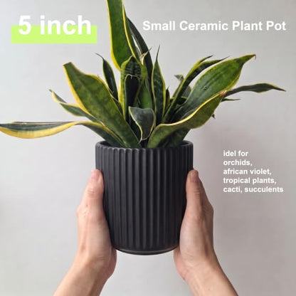 Ceramic Orchid Pot, Clear Nursery Pot & self Watering,5 inch,Black - color: Black, size: 5 inch