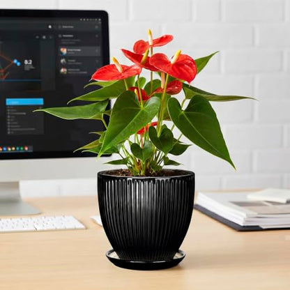 6 Inch Ceramic Planter, Indoor Plant Pots with Saucer, Black - color: Black, size: 6 Inch