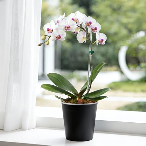 6 Inch Self Watering Pot with Clear Inner Pot, Black, 3 Pack - color: Black, size: 6in(3pack)