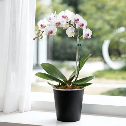 6 Inch Self Watering Pot with Clear Inner Pot, Black, 3 Pack - color: Black, size: 6in(3pack)