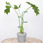 Plant Support Stakes - 3 Pack Durable Metal Trellis for Monstera - color: Green