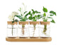 Dahey Plant Propagation Stations, 4 Pcs Glass Vases with Wooden Stand & Lid - color: Brown, Clear, size: Large