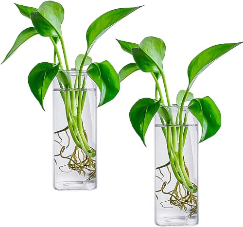 Fasmov 6 Pack Wall Hanging Glass Planters, Terrarium Holders for Air Plants, Succulents, Flowers - Square, Clear Vase Containers for Plant Display and Decoration - size: 2.36"L x 2.36"W x 6"H