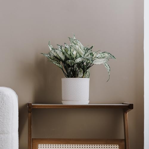 5.8 Inch Ceramic Planter with Drainage Hole & Bonded Saucer - color: Beaded Embossed, size: 6 inch
