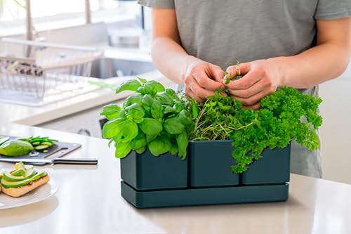 D'vine Dev Plastic Herb Garden Planter Set, Green, 76-V-C-1 - color: Green, size: 12"