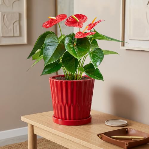 6 Inch Flower Pots for Plants, Ceramic Planter with Drainage and Saucer - color: Red