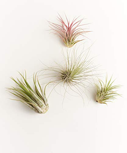 Shop Succulents | Ionantha Air Collection of Live Air Succulent Plants, Hand Selected Variety Pack of Large Air Succulents | Collection of 4 - size: 4
