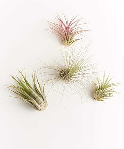 Shop Succulents | Ionantha Air Collection of Live Air Succulent Plants, Hand Selected Variety Pack of Large Air Succulents | Collection of 4 - size: 4