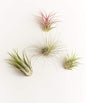 Shop Succulents | Ionantha Air Collection of Live Air Succulent Plants, Hand Selected Variety Pack of Large Air Succulents | Collection of 4 - size: 4