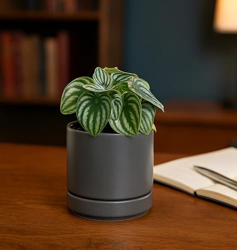 D'vine Dev 4-Pack Ceramic Pots with Saucers, Grey, 4.7 in, 94-X-B-3 - color: Gray, size: 4.7 Inch