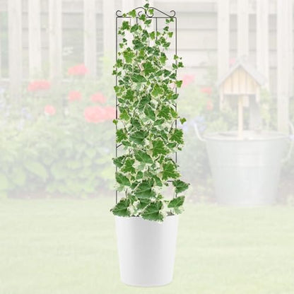 4 Pack 32'' Plant Trellis Indoor - Metal Trellis for Climbing Plants Indoor, Garden Trellis for Climbing Plants Outdoor Houseplants Flowers Vine Ivy, Rectangular Shape, Black - size: 32'' Rectangular Shape