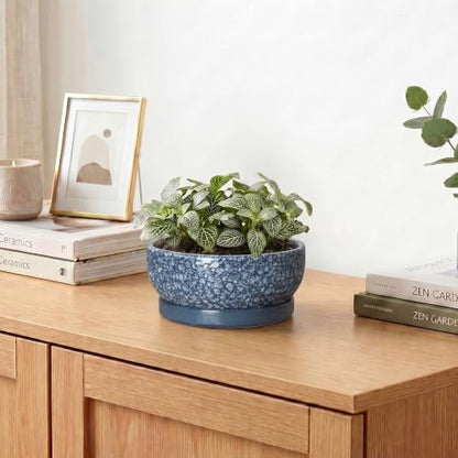 Ceramic Succulent Pots, 6 Inch Bonsai Tree Pot with Tray, Scale Blue - color: Scale Blue, size: 6 Inch