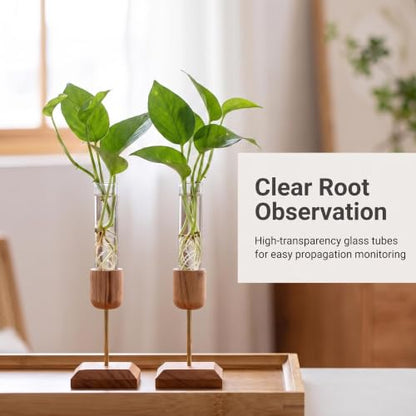 2Pcs Plant Propagation Vases with Wooden Stand