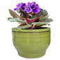 African Violet Pots Self Watering Green 6 inch - color: Green