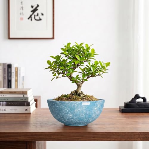 Succulent Pots Ceramic, 8 Inch Bonsai Tree Pots, Droplet Blue - color: Droplet Blue-1, size: 8 Inch