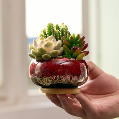 Cute Ceramic Succulent Garden Pots, Planter with Drainage and Attached Saucer, Set of 5 -Plants Not Included (Round+White Border) - color: Round+white Border