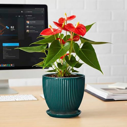 Ceramic Flower Pots, 6 Inch Planters with Saucer, Blackish Gree - color: Blackish Green, size: 6 Inch