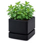 D'vine Dev Plastic Herb Planter Pot, 6 in, Black, 76-Y-B1-2 - color: Black, size: 6 Inch x 6.5 Inch