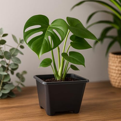 25 Packs Square Nursery Pots for Plants 5.5 Inch Seedling Pots with Holes - size: 5.5 Inch