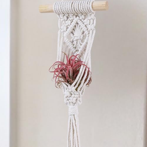 2 Tier 4 Pack Air Plant Holder, Air Plant Wall Hanger - color: White, size: 2-Tier