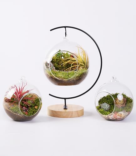 LuckyRunes DIY Terrarium Kit with Live Moss, 15-Piece Glass Globe Set