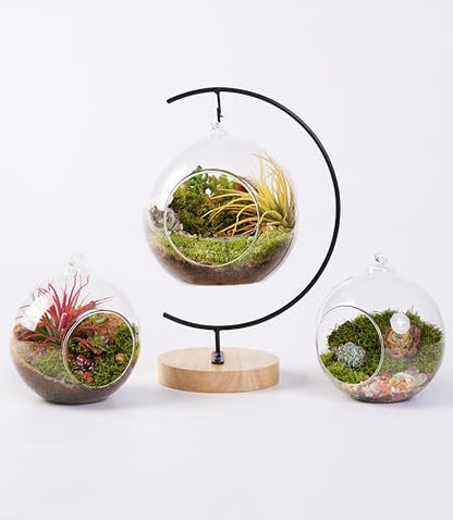 LuckyRunes DIY Terrarium Kit with Live Moss, 15-Piece Glass Globe Set