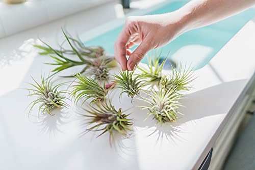 Air Plants Fertilizer in fine Mist Spray Bottle – Plant Food for Tillandsia - Monthly use for Growth of House Plants (1 Pack - 8 OZ) - size: 1 Pack - 8 OZ