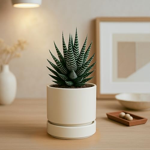 Phoenix Vine 4 Inch Planter Pot with Drainage Hole & Saucer, Deep Water Catch Tray, Straight Cylindrical Round Pot for Plants, Oatmeal, Pack of 6, 23-E-R-6 - color: Oatmeal, size: 4" (6 Pack)