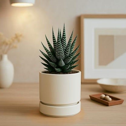 Phoenix Vine 4 Inch Planter Pot with Drainage Hole & Saucer, Deep Water Catch Tray, Straight Cylindrical Round Pot for Plants, Oatmeal, Pack of 6, 23-E-R-6 - color: Oatmeal, size: 4" (6 Pack)