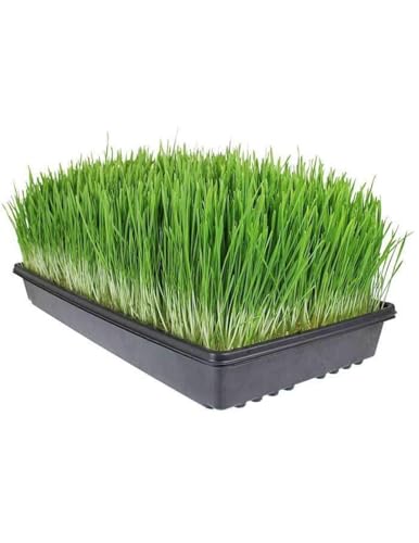 Living Whole Foods 20 Pack of Durable Black Plastic Growing Trays (Without Drain Holes) 21" X 11" X 2" - Flowers, Seedlings, Plants, Wheatgrass, Microgreens & More - size: 20 pack