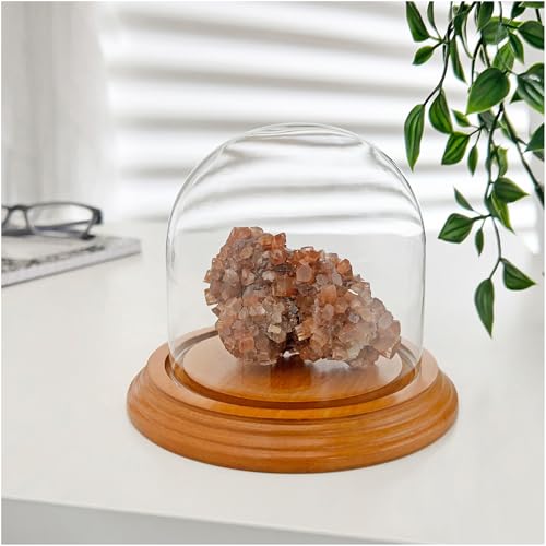 Plymor 4" x 4" Glass Display Dome Cloche (Oak Veneer Base) - color: Oak Veneer Base