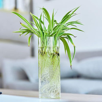 Fasmov 6 Pack Wall Hanging Glass Planters, Terrarium Holders for Air Plants, Succulents, Flowers - Square, Clear Vase Containers for Plant Display and Decoration - size: 2.36"L x 2.36"W x 6"H
