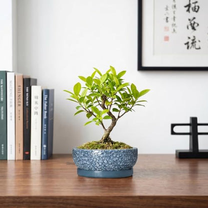 Ceramic Succulent Pots, 6 Inch Bonsai Tree Pot with Tray, Scale Blue - color: Scale Blue, size: 6 Inch