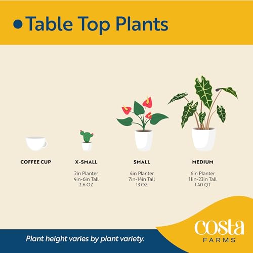 Costa Farms Sansevieria Grower's Choice Snake Live Indoor Plant, 12-Inches Tall, Grower Pot - style: Snake Plant, Medium (12-20 Inches Tall), in Grow Pot