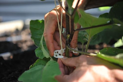 Compostable Trellis Clips (Compostable, 100, Units) - style: Compostable - 100 count