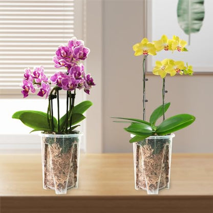 Orchid Pot 12-Pack: Clear Plastic 4.7-Inch Orchid Pots, Holes for Repotting, Indoor/Outdoor Flower Planter - size: 4.7''12pcs