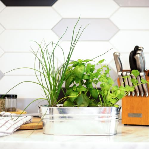 Buzzy Seeds Kitchen Herb Grow Kit, Metal Planter, Basil Cilantro Chives