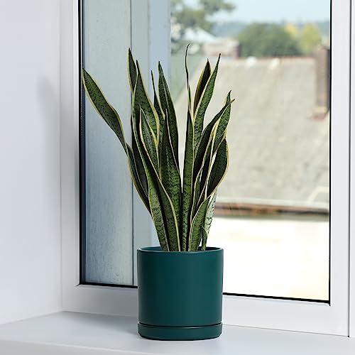 D'vine Dev 2-Pack Ceramic Pots with Saucers, Teal, 6 in, 94-V-C-9 - color: Teal, size: 6 Inch