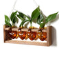 Plant Propagation Stations Heart Plant Terrarium Kit - color: Amber