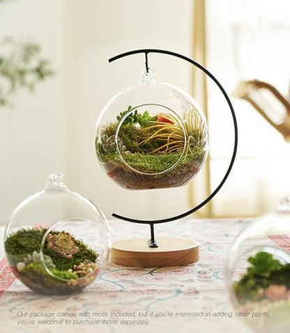LuckyRunes DIY Terrarium Kit with Live Moss, 15-Piece Glass Globe Set
