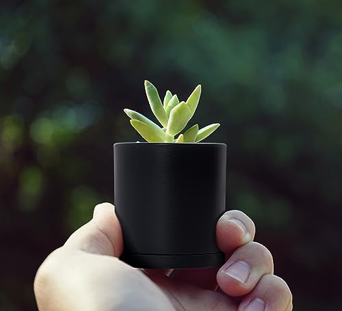 D'vine Dev 24-Pack Mini Black Plastic Planters with Saucers, 2 in, 74-Y-A-6 - size: 2"