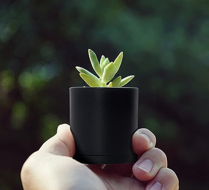 D'vine Dev 24-Pack Mini Black Plastic Planters with Saucers, 2 in, 74-Y-A-6 - size: 2"
