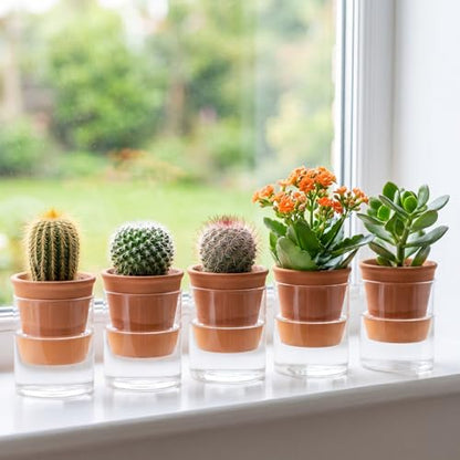 Baderke 2 Pcs 4 Inch Self Watering Pot for Indoor Plants Clear Glass Planter Small Plant Pot with Saucer Reservoir Drainage Holes Bottom Watering for African Violet Orchid Flowers (Terracotta Style) - style: Terracotta Style