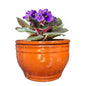 African Violet Pots Self Watering Orange 6 inch - color: Orange