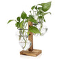 Plant Terrarium Propagation Stations with Wooden Stand - color: Transparent