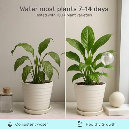 Plant Watering Globes 2 Pack – Self Watering Bulbs for Plants, 200ml Medium - color: 2pk 200ml Clear Rainbow